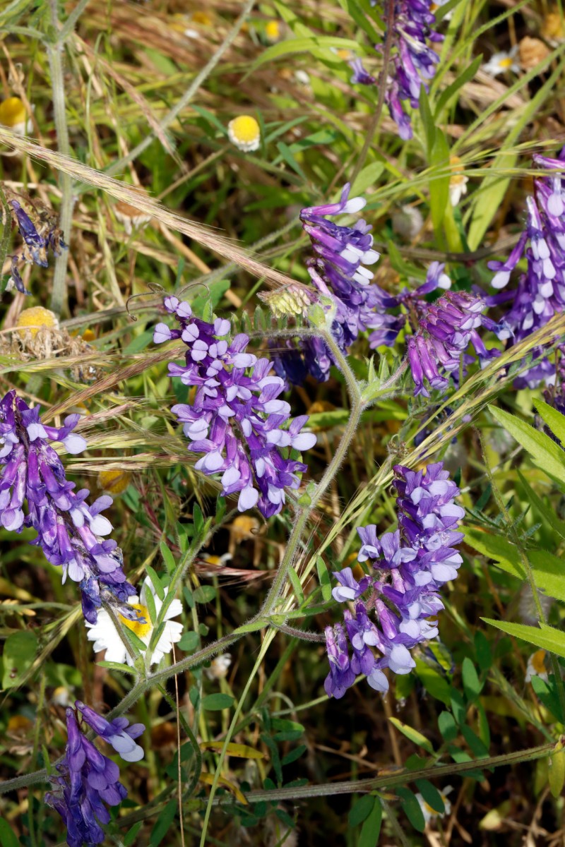 Vicia villosa Kronau-SW Sandäcker A01.jpg