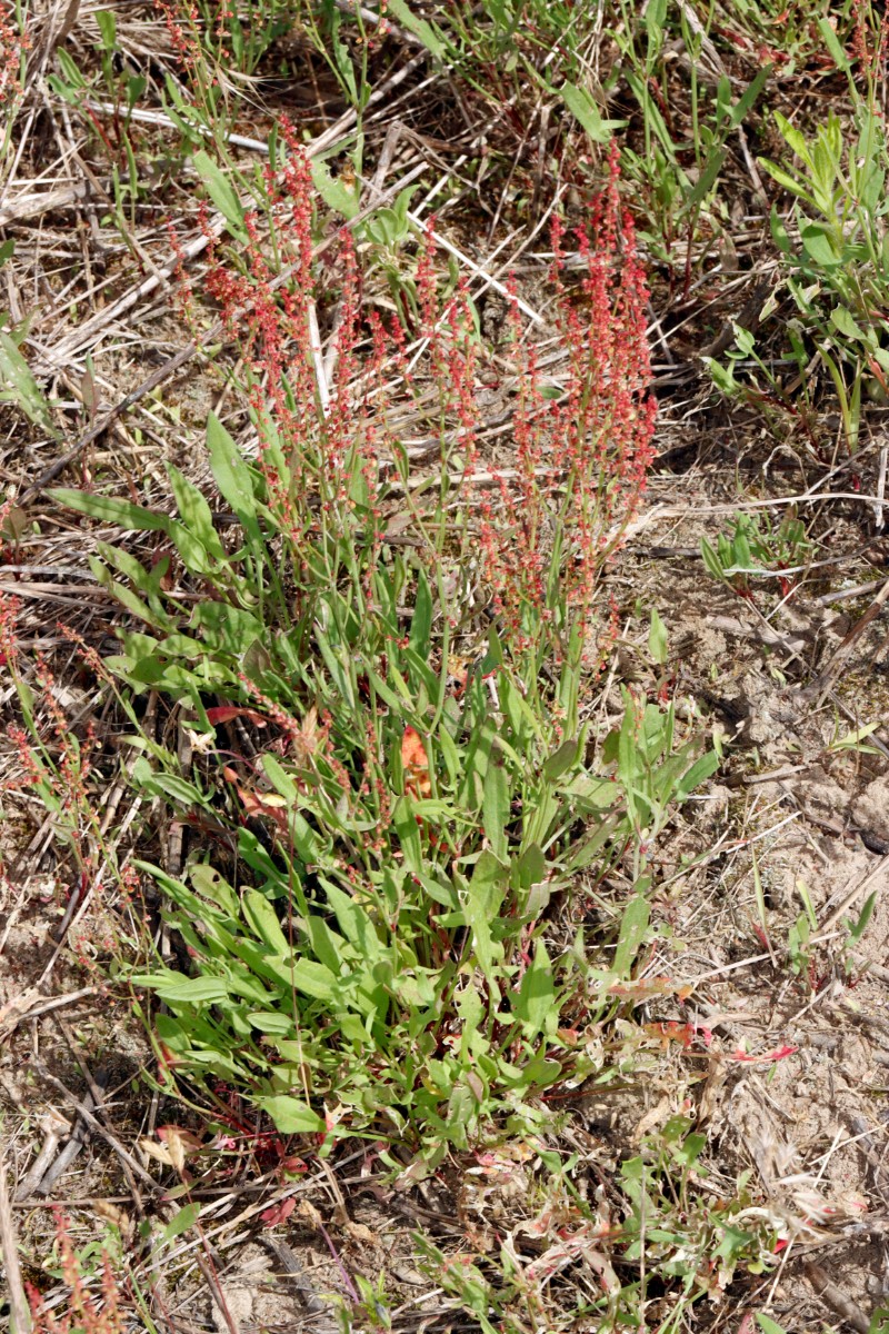 Rumex acetosella Kronau-SW Sandäcker A01.jpg