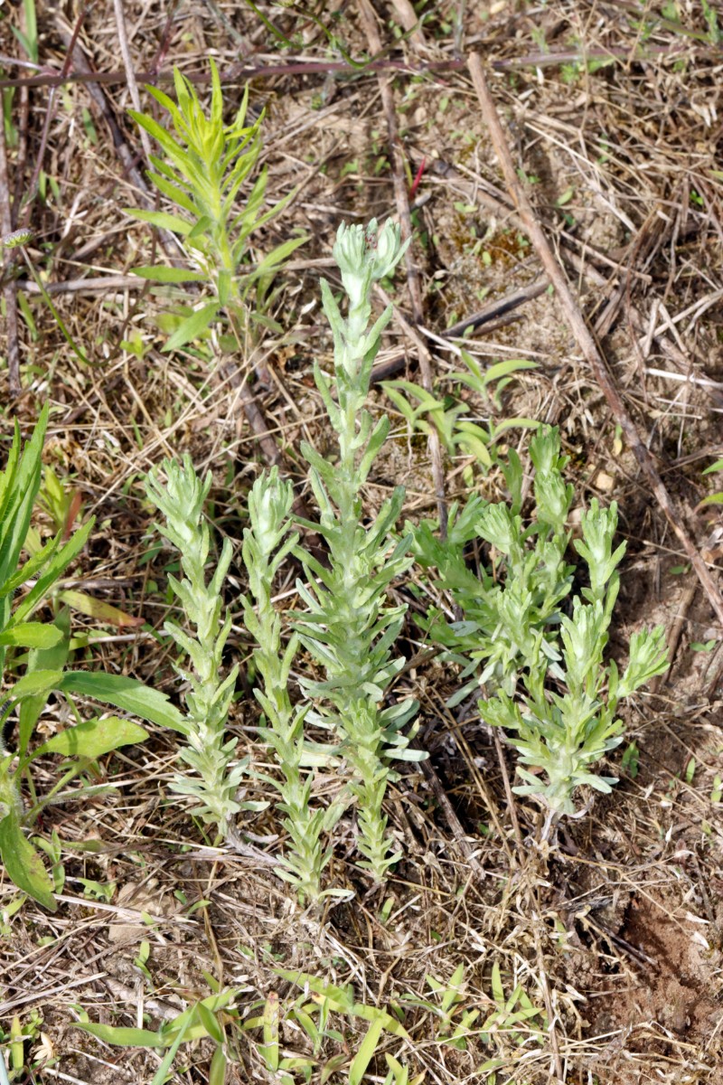 Filago lutescens Kronau-SW Sandäcker A0.jpg