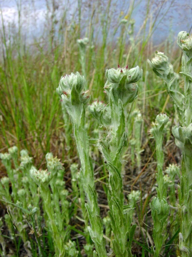 Filago lutescens Kirrlach S10.jpg