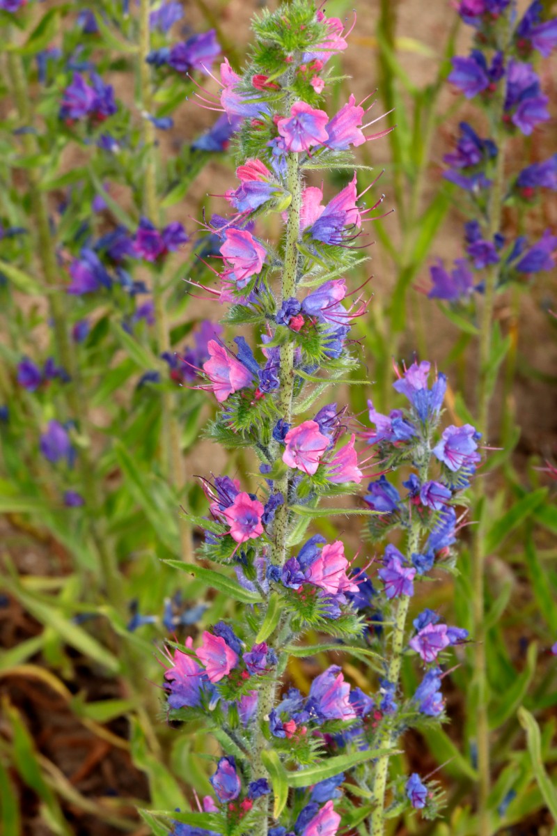 Echium vulgare Kronau SW A01.jpg