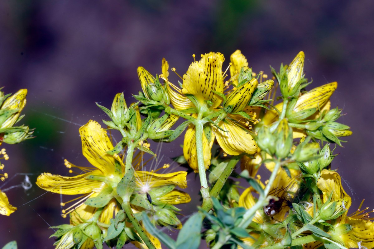 Hypericum desetangsii Kronau-SW Sandäcker A02.jpg