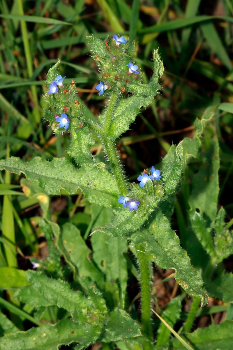 Lycopsis arvensis Kronau-SW Sandäcker A0.jpg