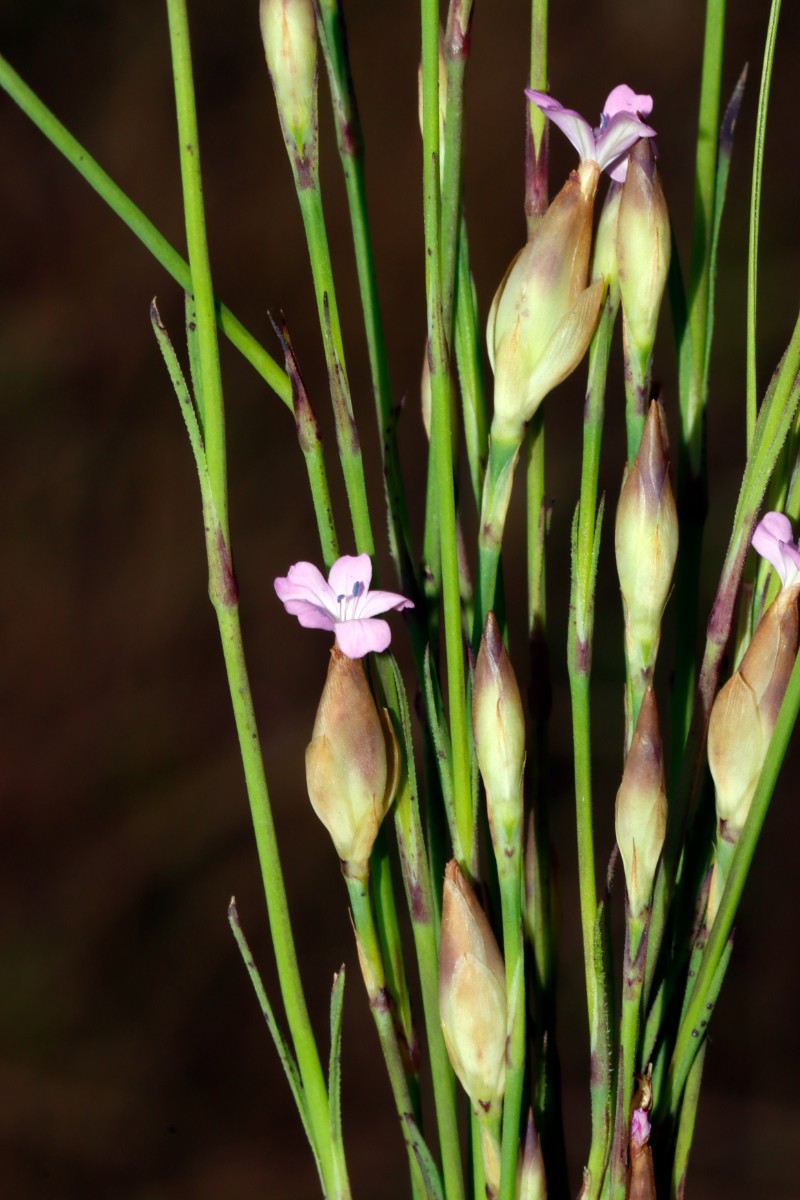 Petrorhagia prolifera Kronau-SW Sandäcker A0.jpg