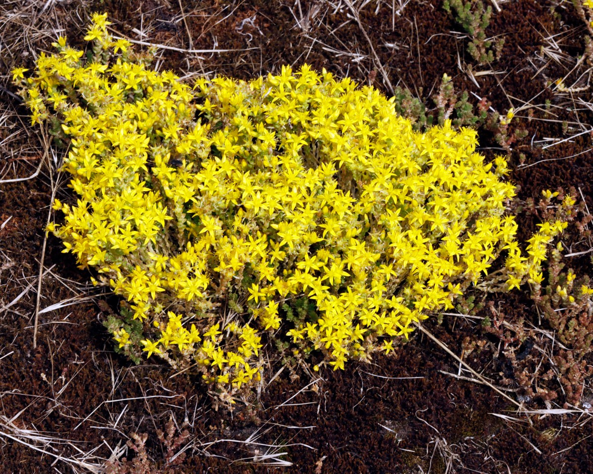 Sedum acre Kronau-SW Sandäcker A0.jpg