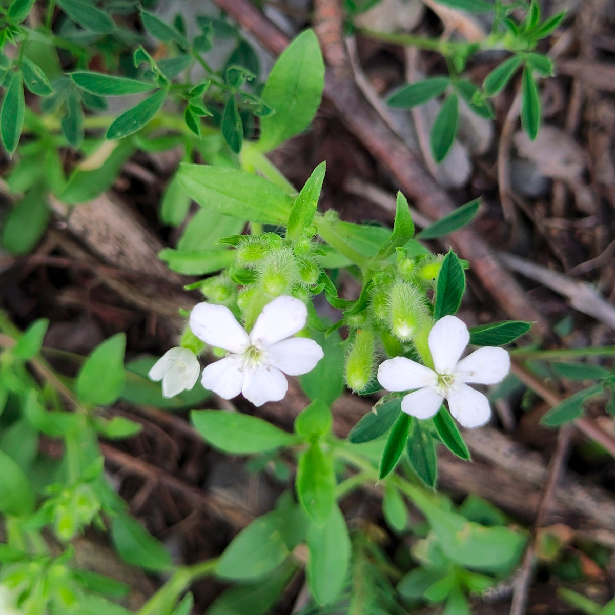 Saponaria_ocymoides_20240528-170127_07_Forum.jpg