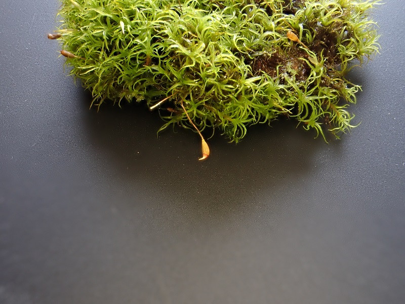 Cynodontium polycarpon Polster (2).JPG