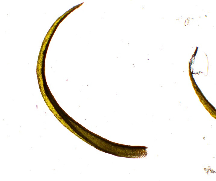 Cynodontium polycarpon Blättchen (1).JPG
