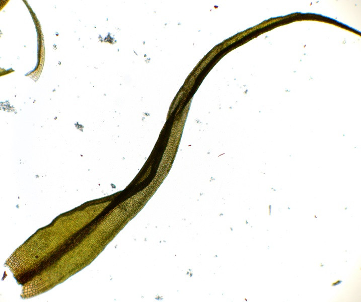 Cynodontium polycarpon Blättchen (2).JPG