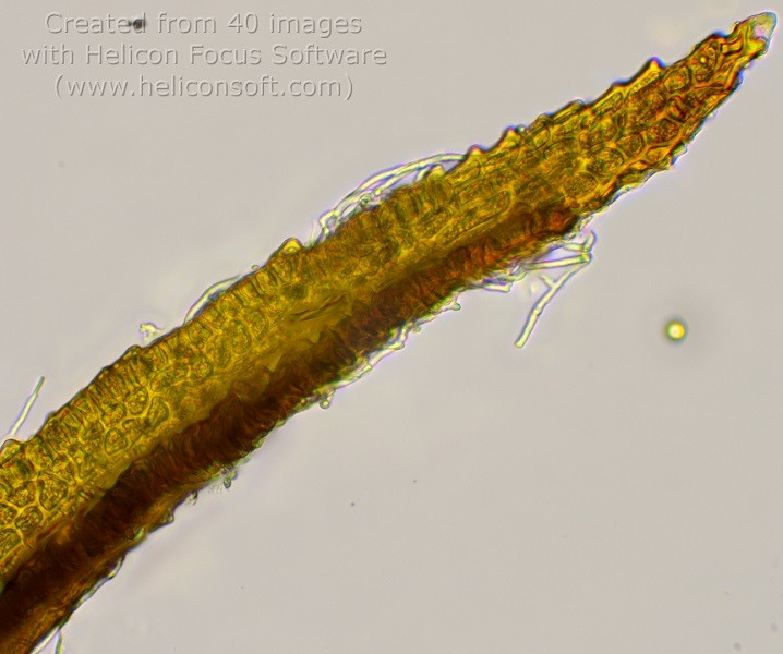 Cynodontium polycarpon Blättchenspitze.jpg