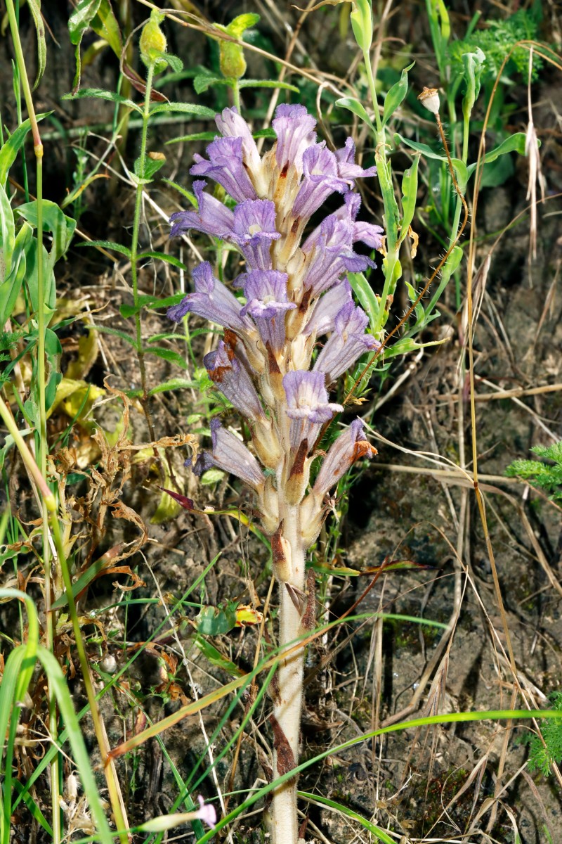 Phelipanche arenaria Michaelsberg Kuppe Hohlweg 24 A02.jpg