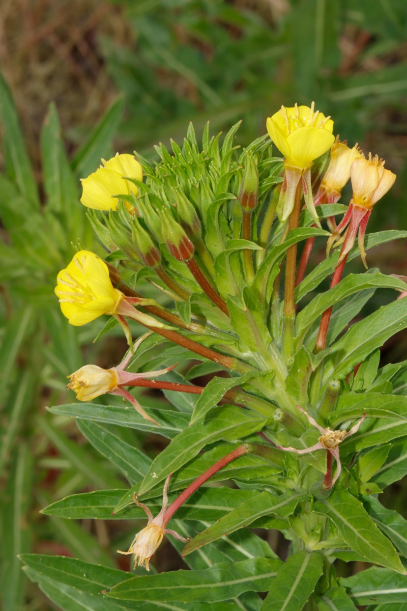 Oenothera oakesiana rot 24-027 KA-Knielingen Gleisdreieck A03.jpg