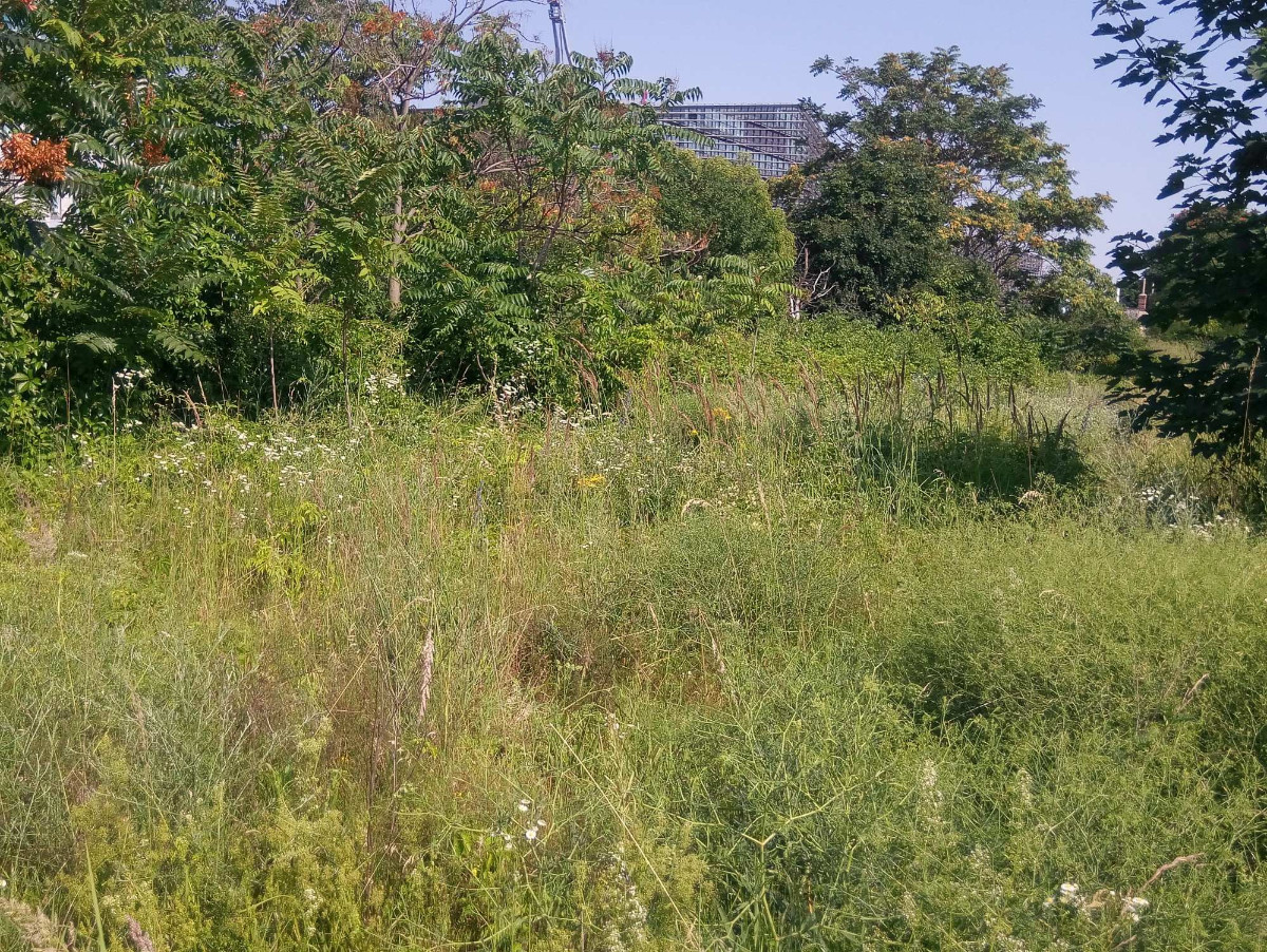 IMG_20240619_160915.jpg