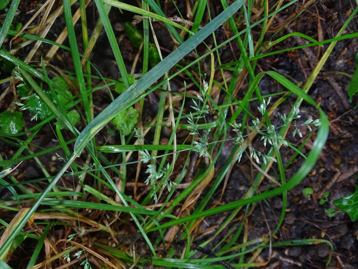DSC00244.JPG