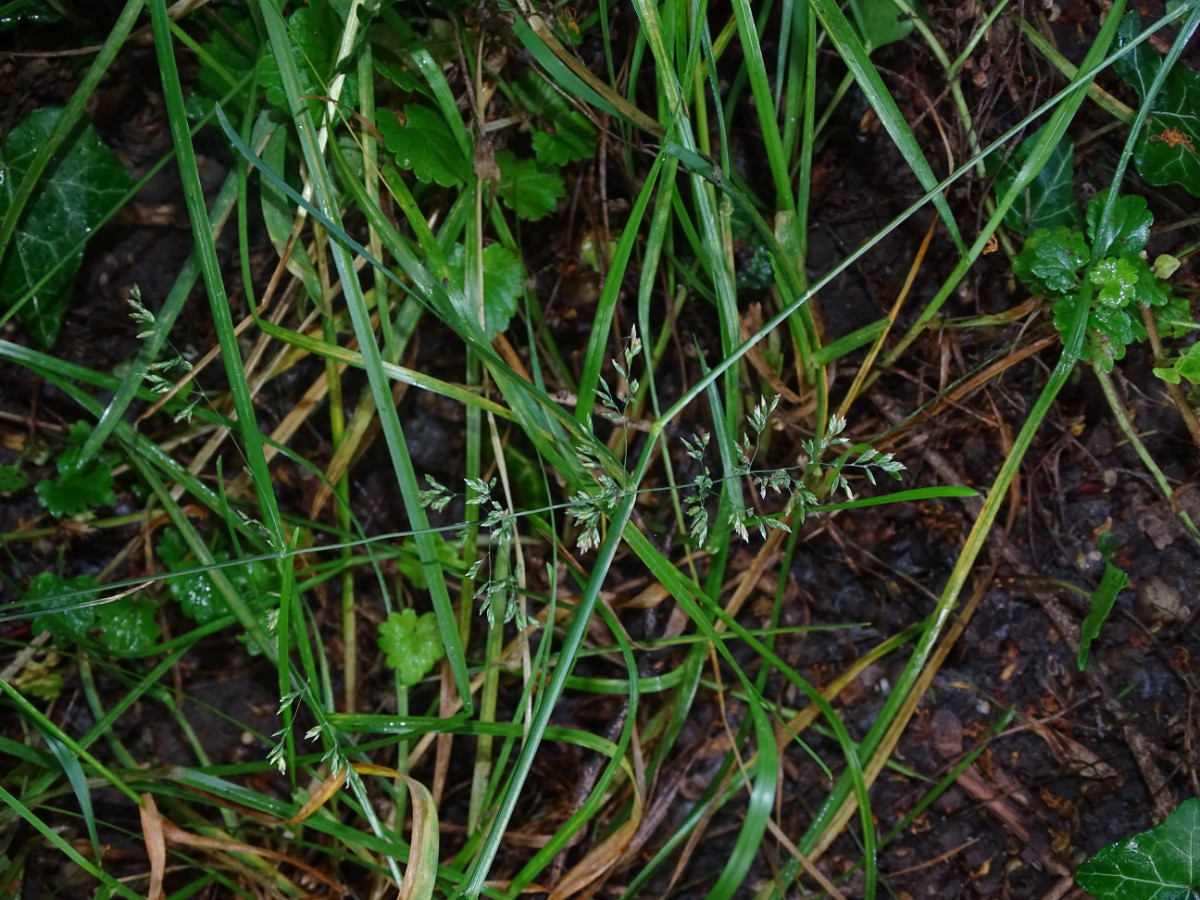 DSC00245.JPG