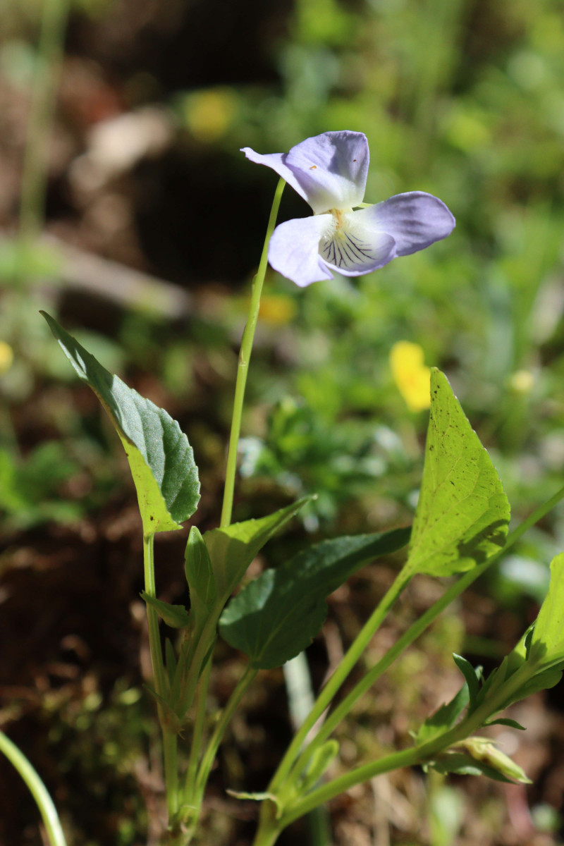 Viola_4.jpg