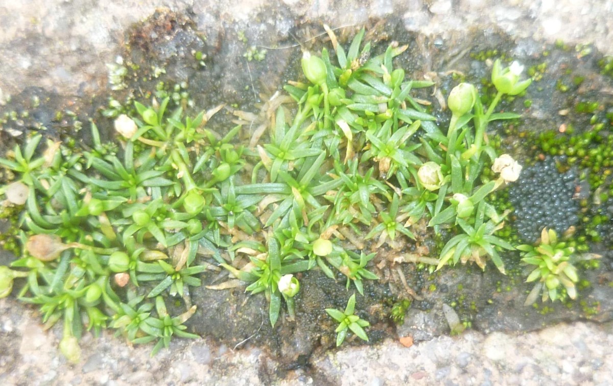 (1) Mastkraut Habitus.JPG