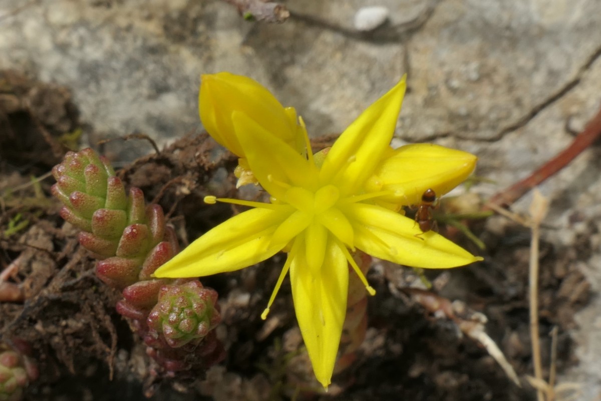 Sedum acre