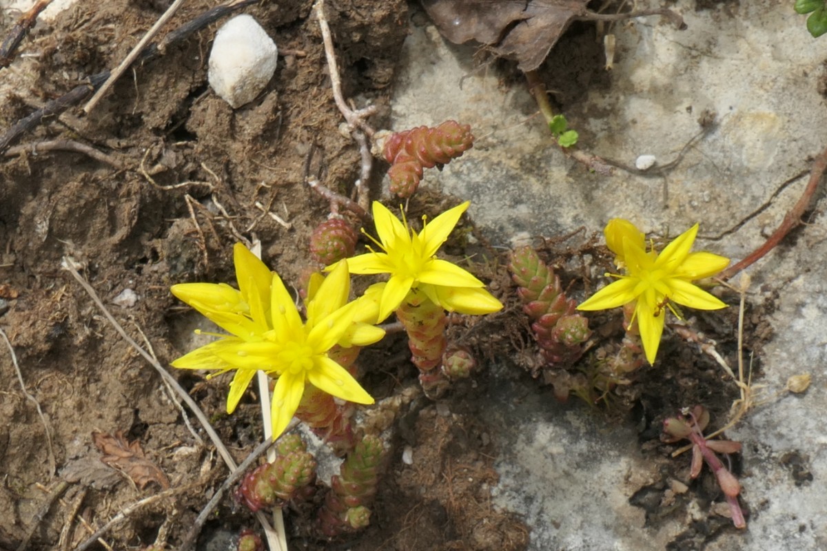 Sedum acre