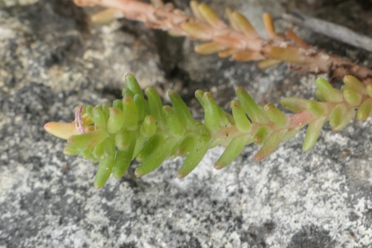 Sedum