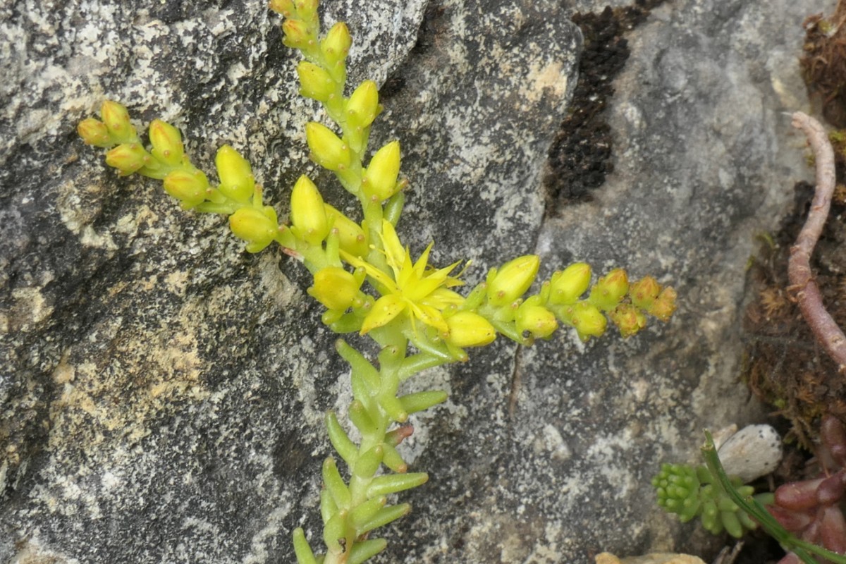 Sedum