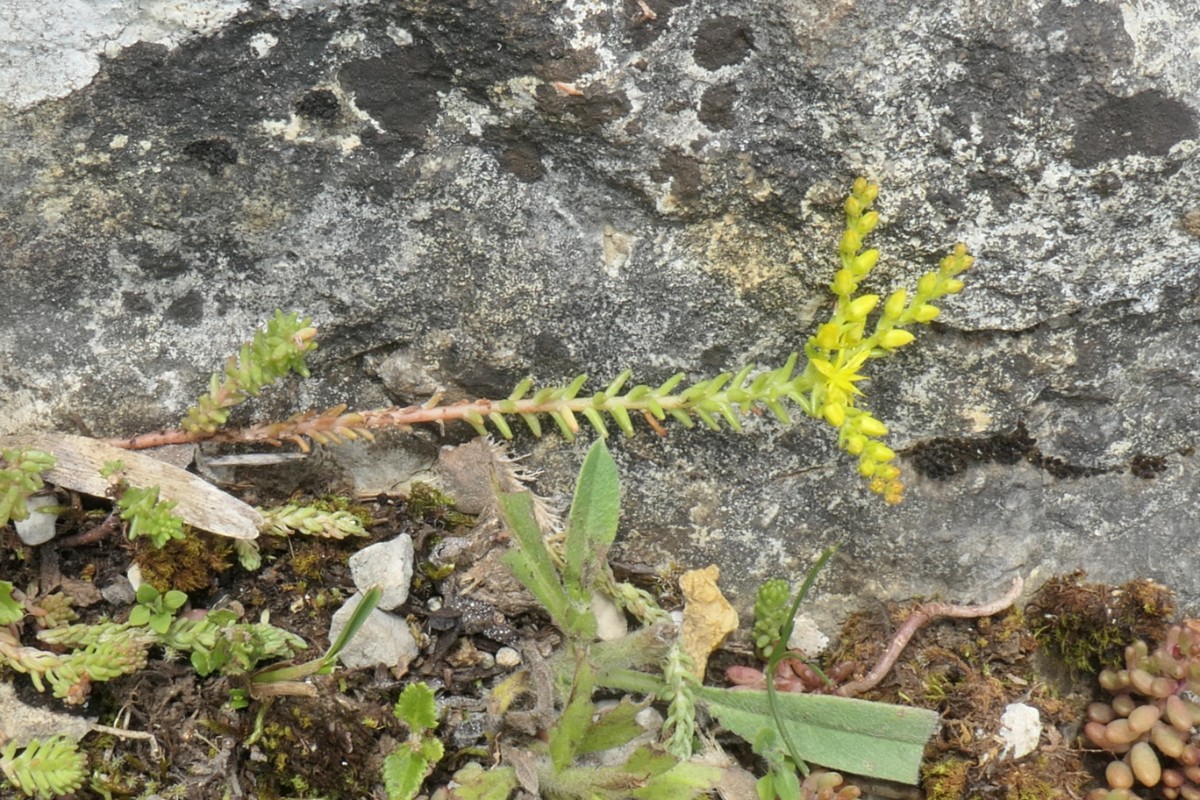 Sedum