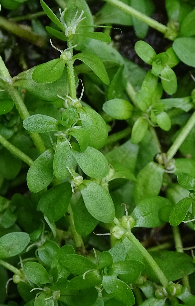 Callitriche1.jpg