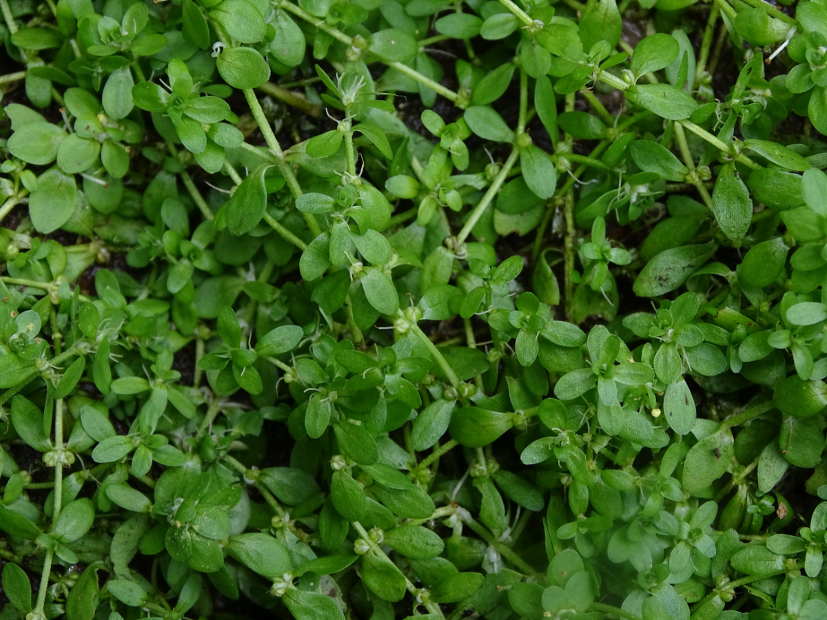 Callitriche 1a.JPG