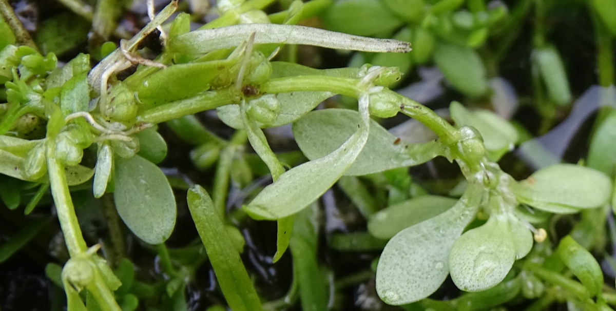Callitriche2A.jpg