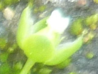 apetala.jpg