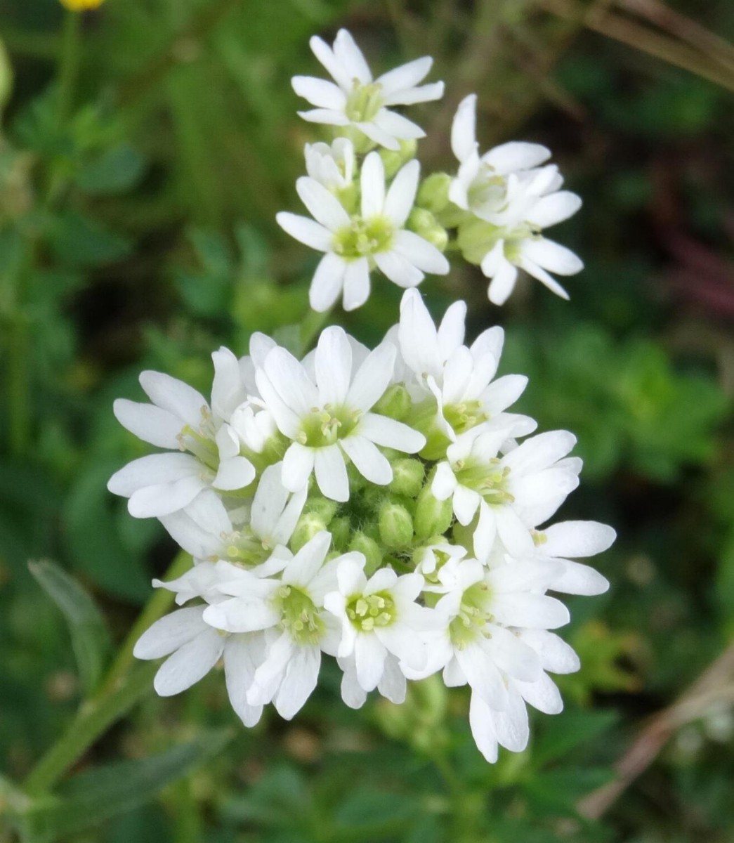 (2) Blüte.jpg