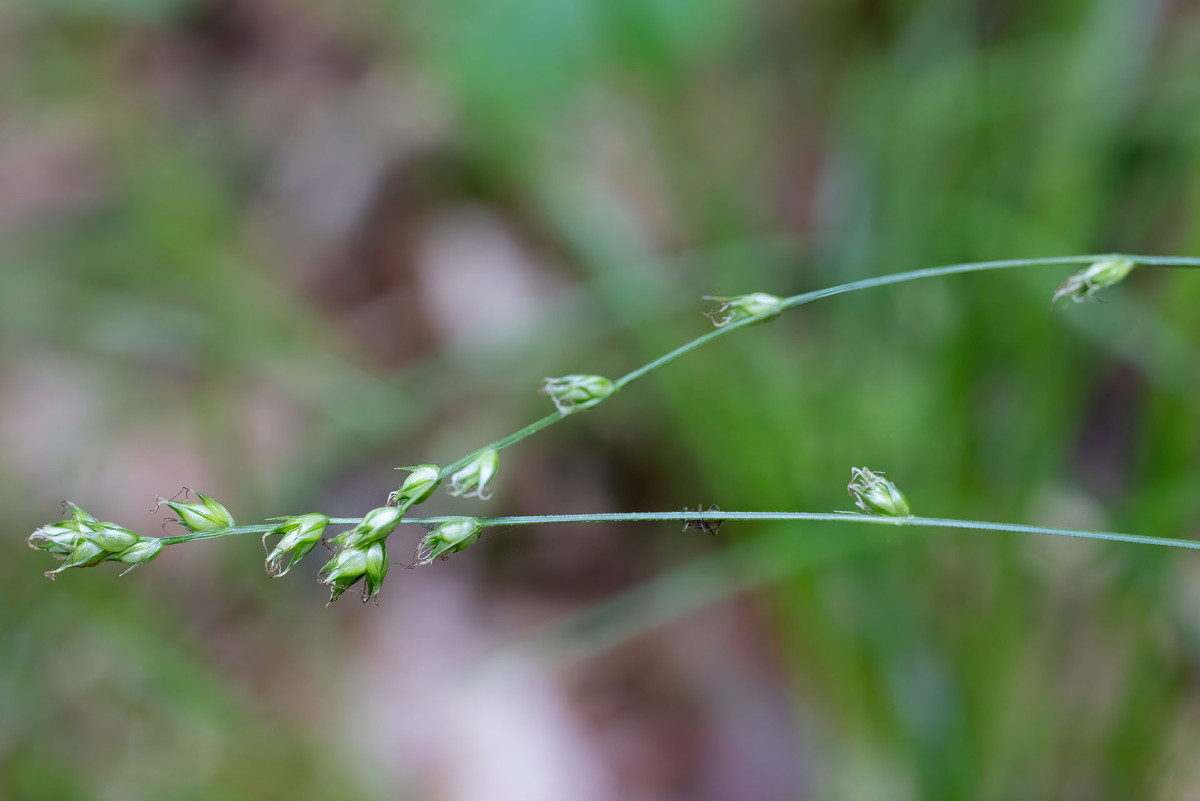 Carex_Waldweg_Allmannshausen_FRAGE_3470.jpg