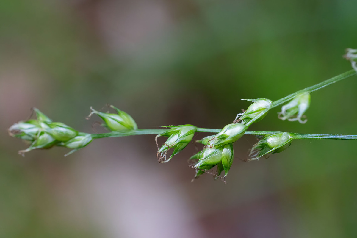 Carex_Waldweg_Allmannshausen_FRAGE_3472.jpg