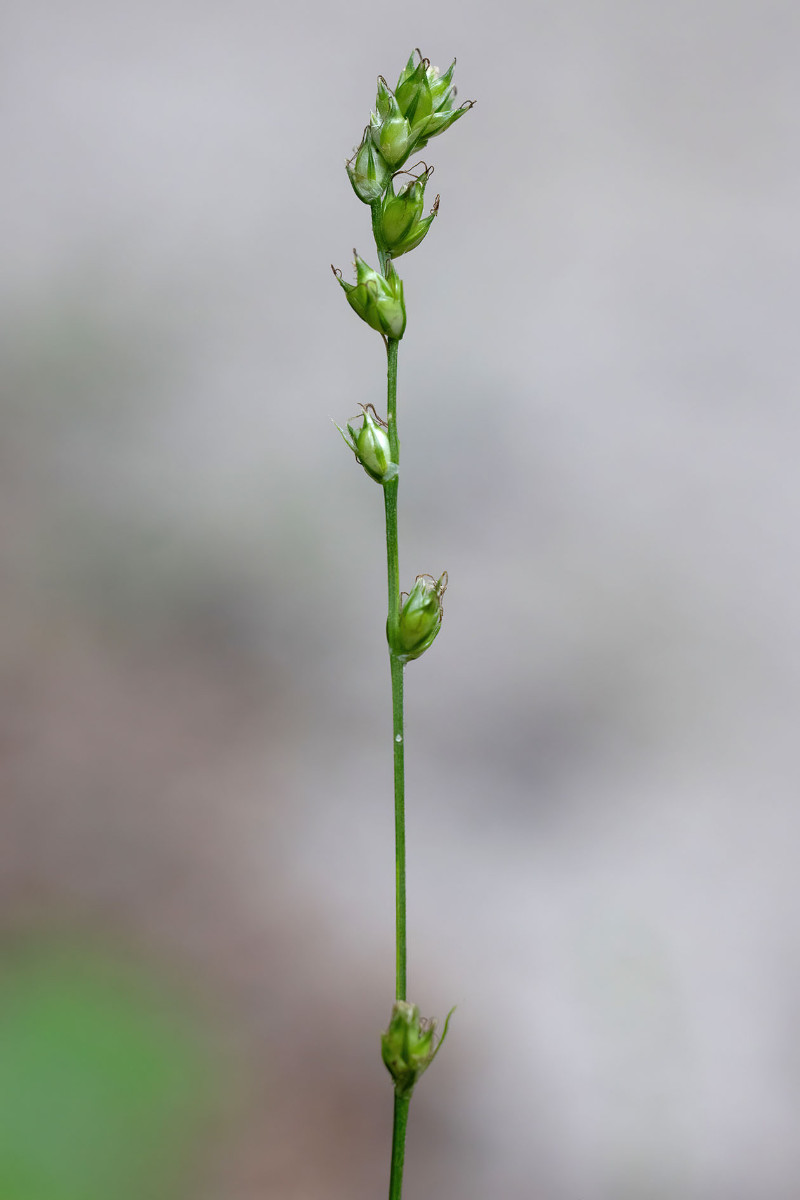 Carex_Waldweg_Allmannshausen_FRAGE_3479.jpg