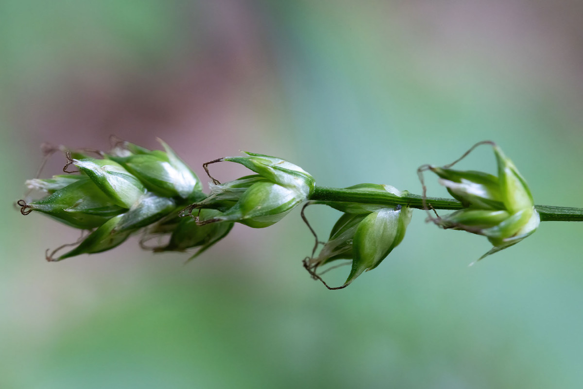 Carex_Waldweg_Allmannshausen_FRAGE_3483.jpg