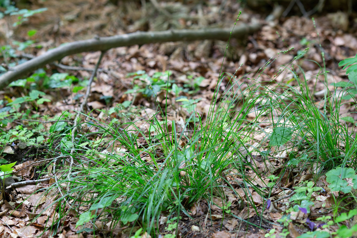 Carex_Waldweg_Allmannshausen_FRAGE_6600.jpg