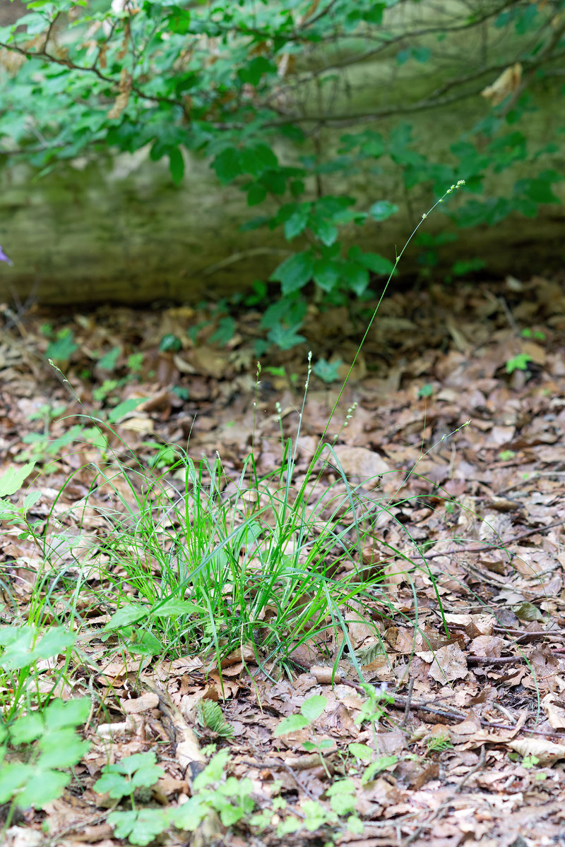 Carex_Waldweg_Allmannshausen_FRAGE_6601.jpg