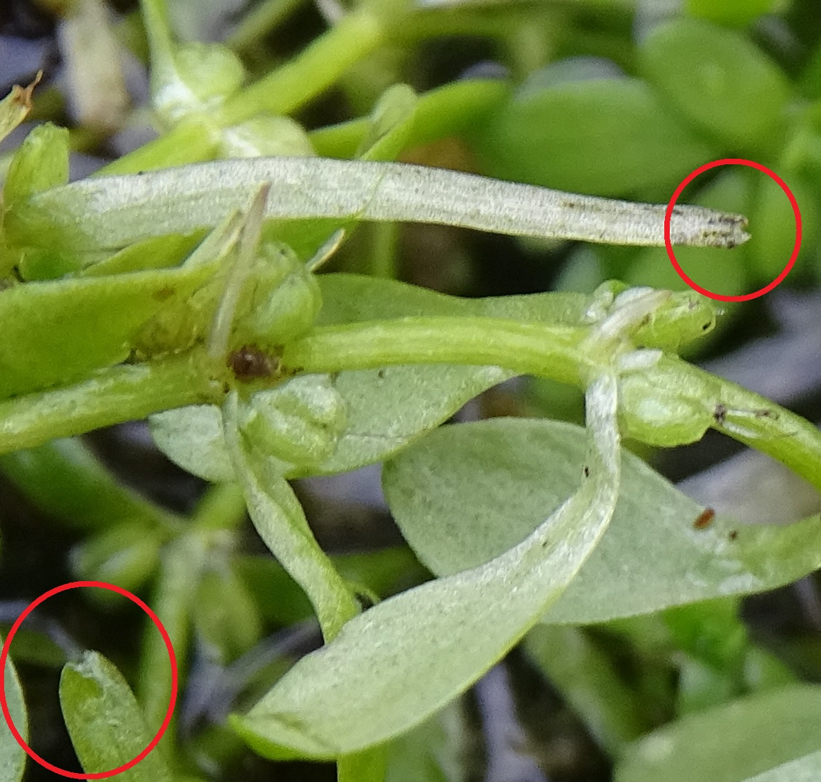 Callitriche 2a.jpg