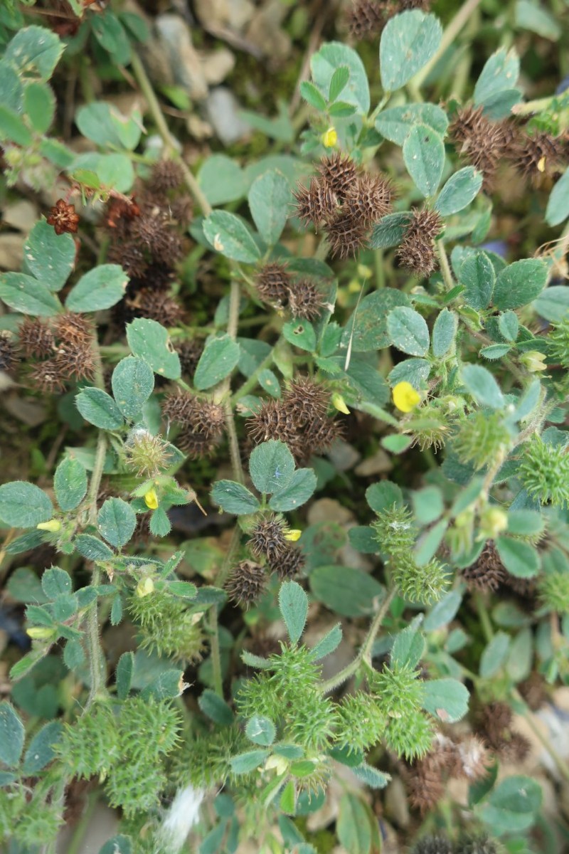 2024-06-22_Medicago minima_Ebing.jpg