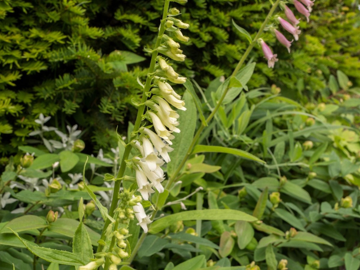 (1) D. lutea ssp. australis.jpg