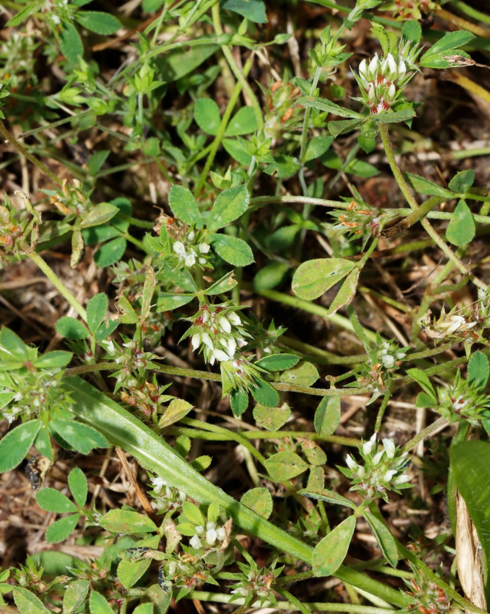 Trifolium scabrum Breisach-Nord A01.jpg