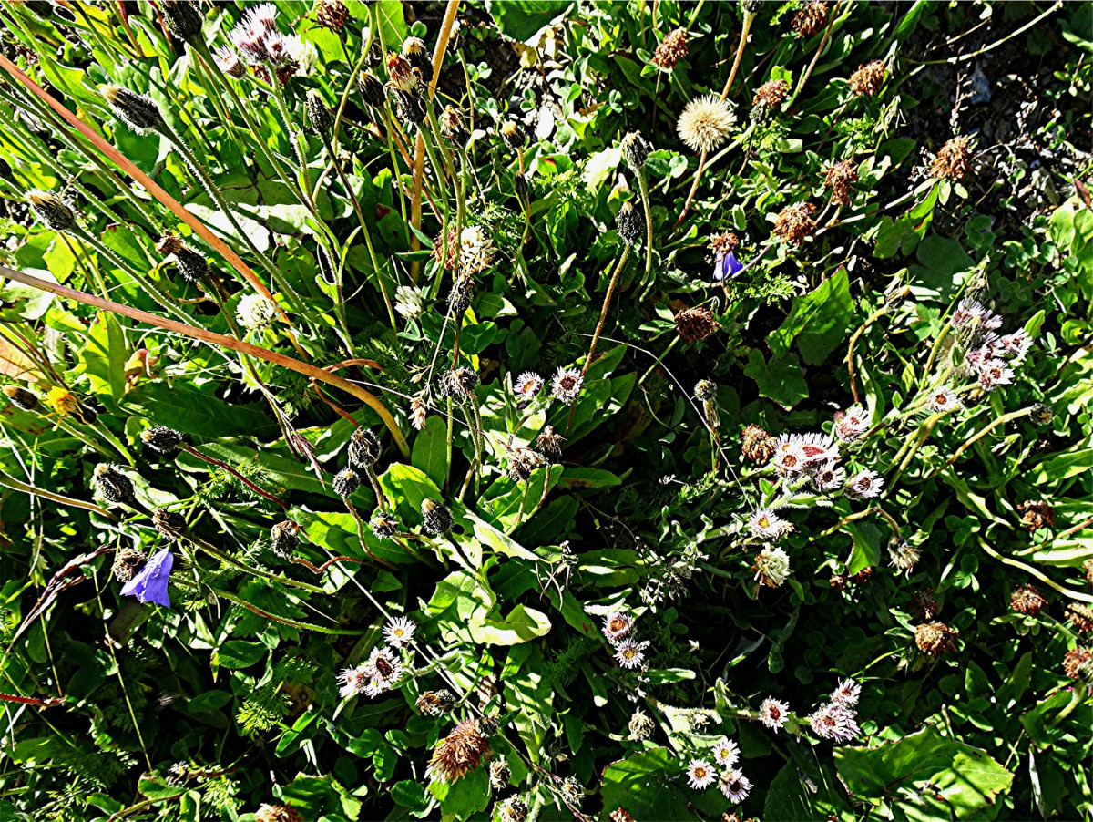 DSC05071 Ausschnitt, Helligkeit, Schärfe, klein.jpg