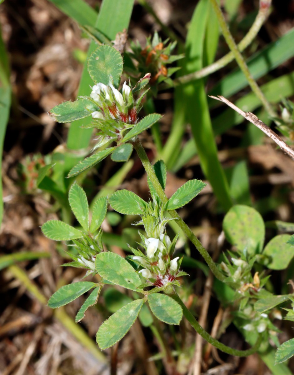 Trifolium scabrum Breisach-Nord A02.jpg
