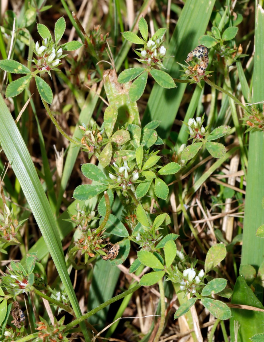 Trifolium scabrum Breisach-Nord A03.jpg