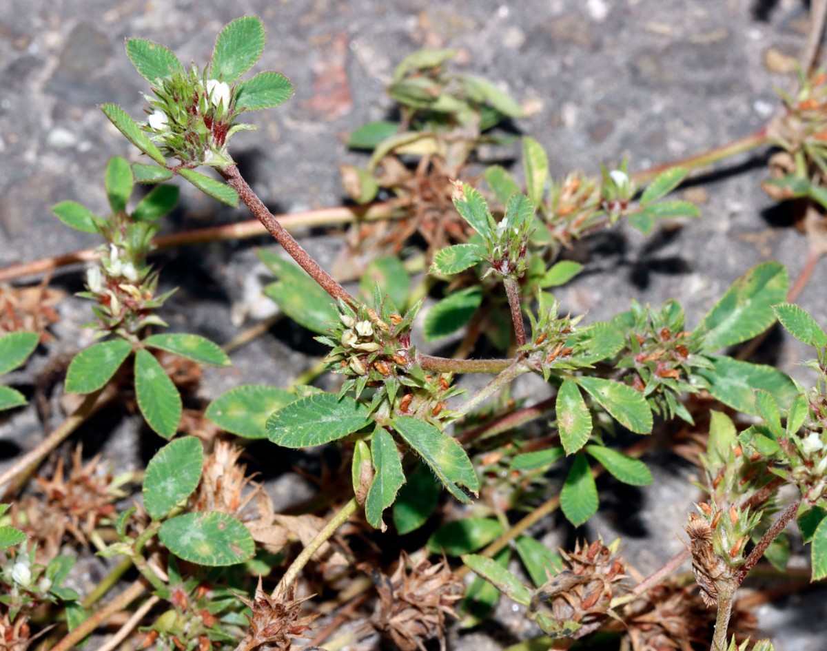 Trifolium scabrum Breisach-Nord A04.jpg