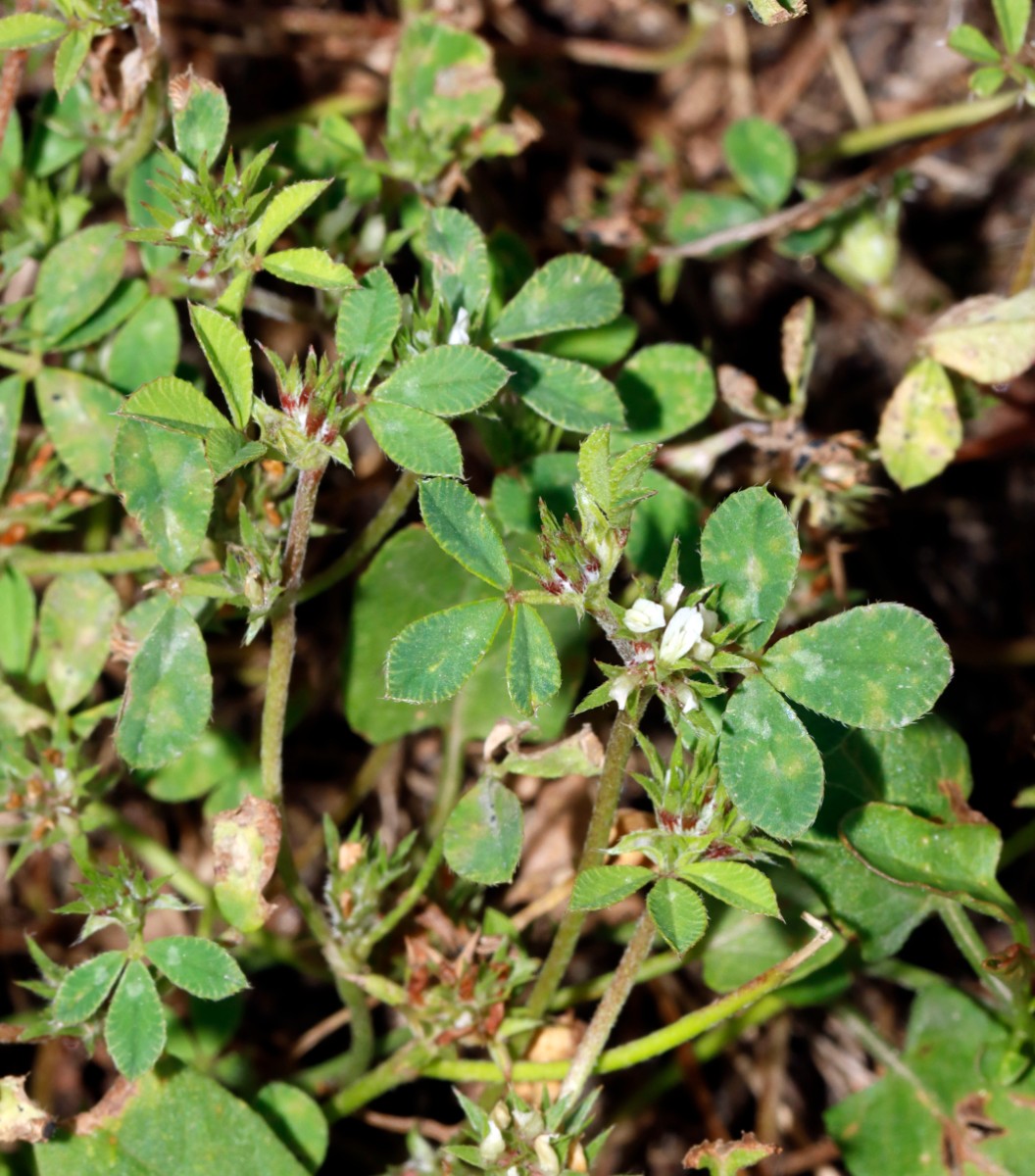 Trifolium scabrum Breisach-Nord A05.jpg