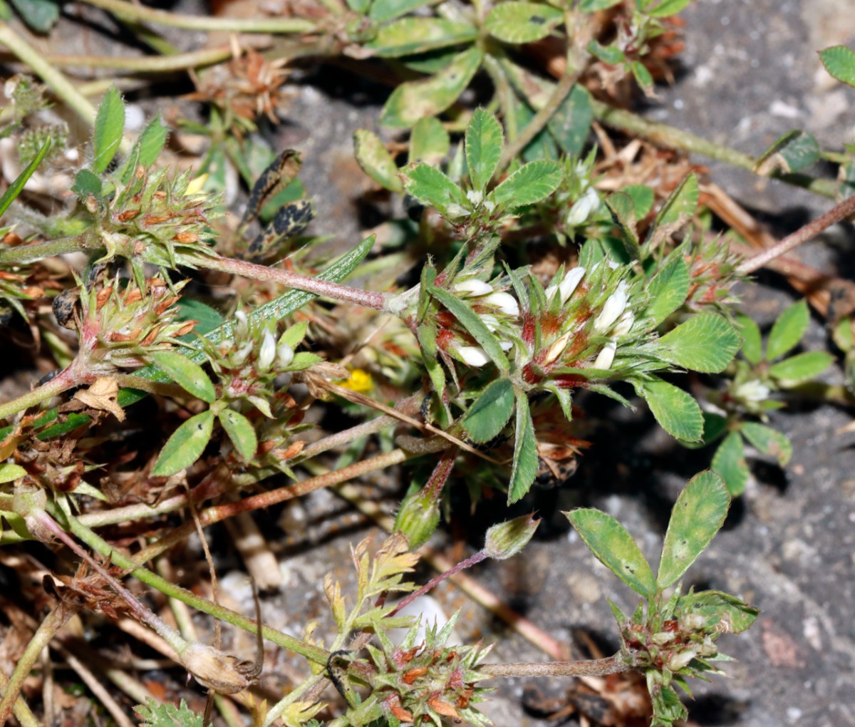 Trifolium scabrum Breisach-Nord A06.jpg