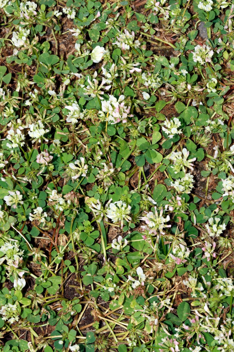 Trifolium nigrescens Neuenburg Dreiländercamping A01.jpg