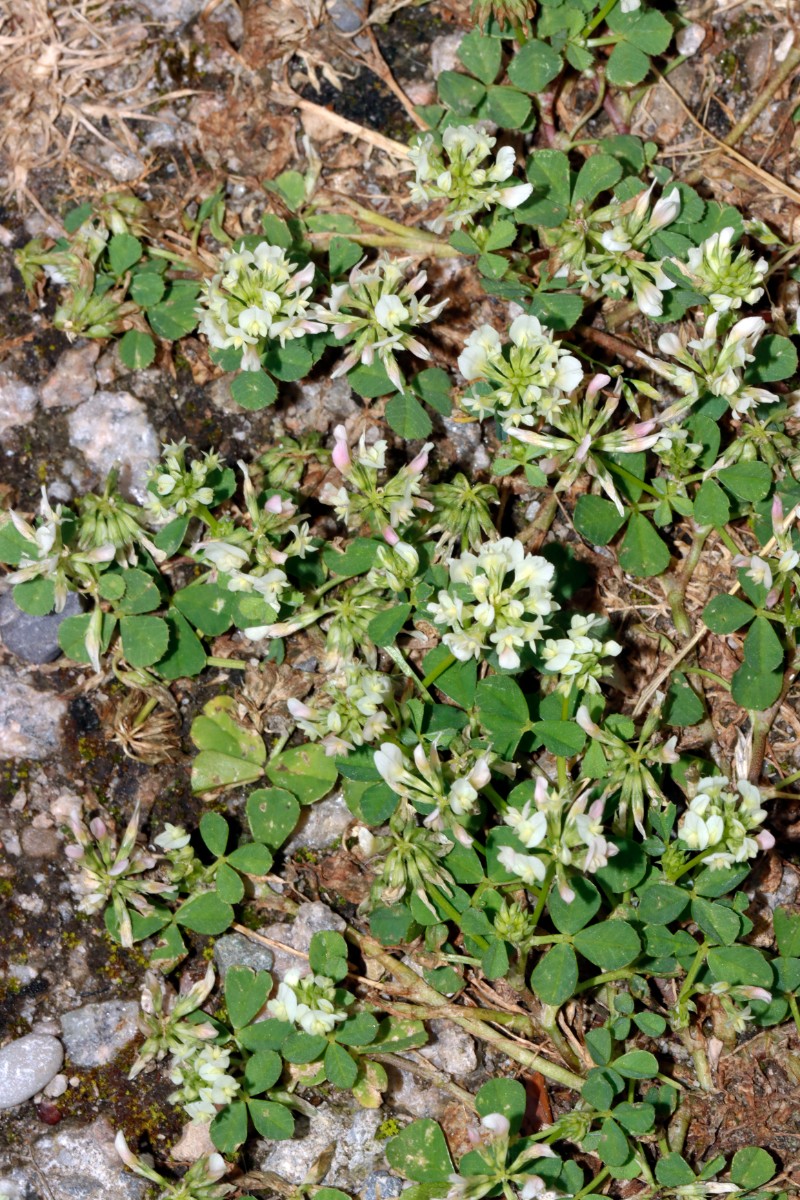 Trifolium nigrescens Neuenburg Dreiländercamping A04.jpg