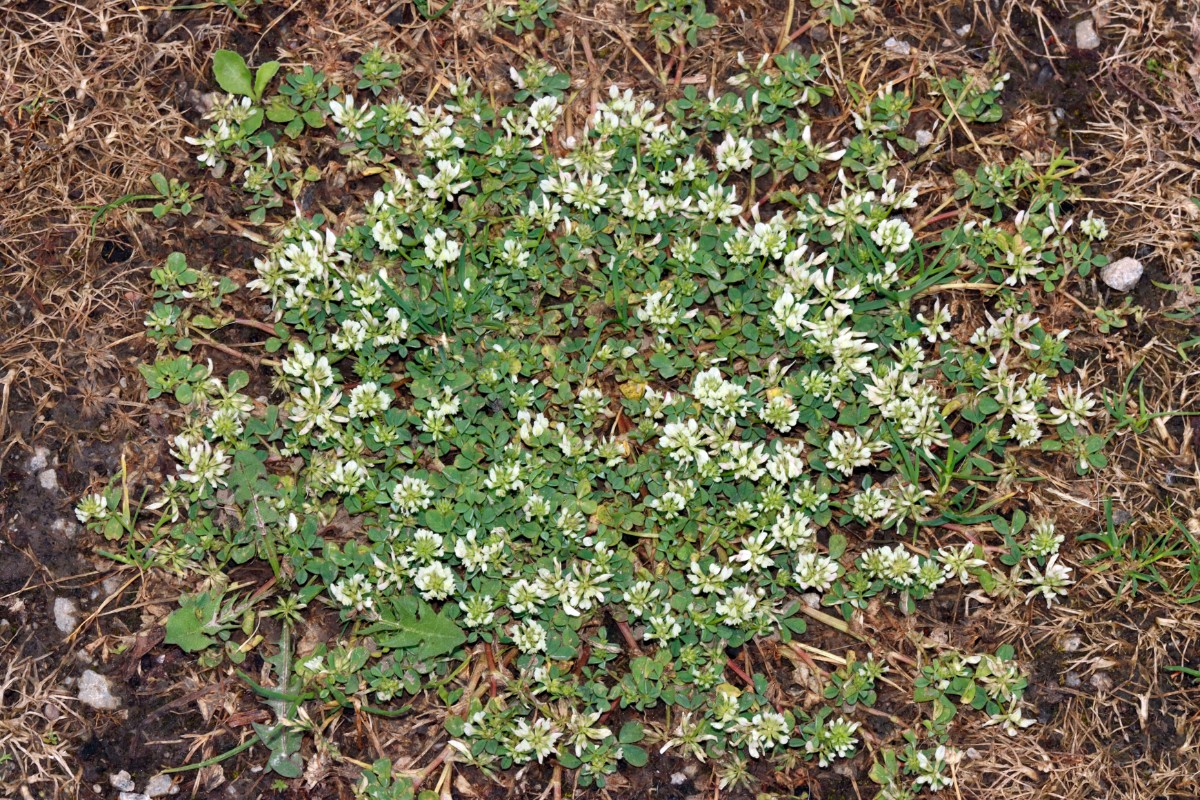 Trifolium nigrescens Neuenburg Dreiländercamping A06.jpg